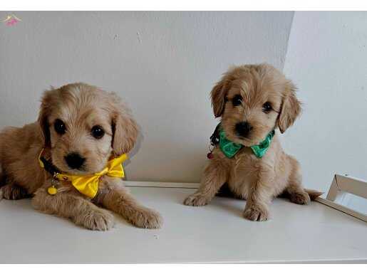 MALTİPOO  BEBİSLER 