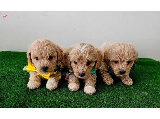 Poodle ayarinda maltipo bebekler