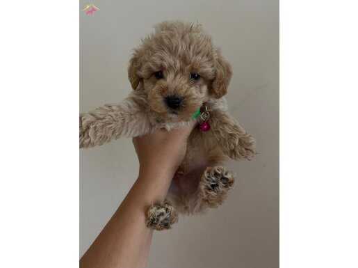 Podell  ayarinda maltipo bebeklerimiz