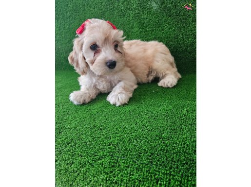 Orjinal maltipo disi yavrumuz