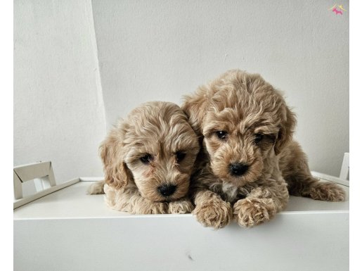 Mukemmel kalitede poddle  ayarinda maltipolar