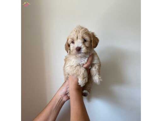 Muhteşem maltipo bebeklerimiz