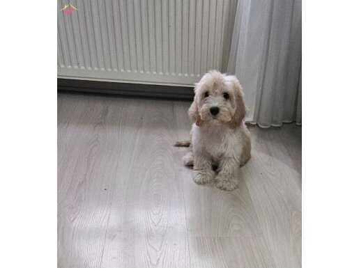 Harika prensesımız