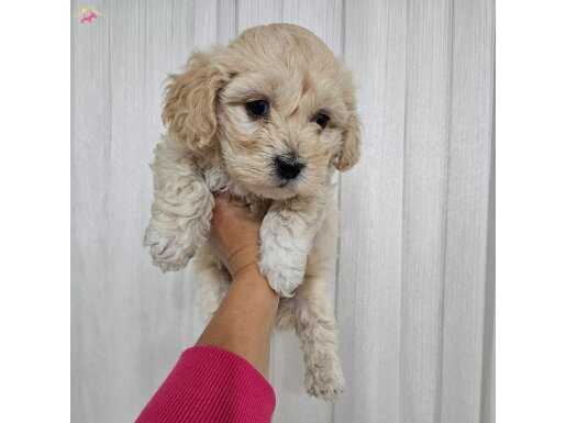 Maltipo yavrularimiz