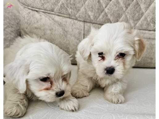 Harika maltese terier bebekler