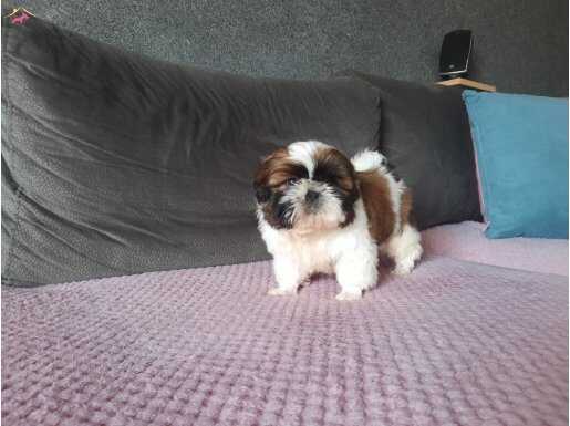 Orjinal shihtzu bebekler