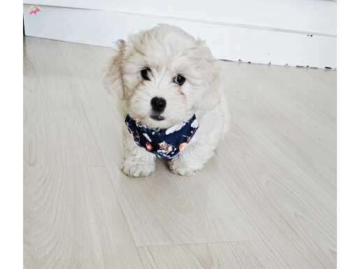 Maltese  terier minigim