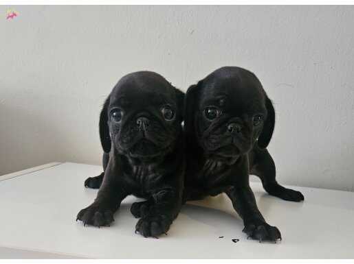 Orjinal pug mops yavrular