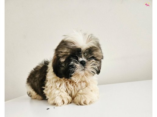 Orjinal  shihtzu  erkek yavru