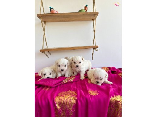 Teacup maltese terier minikler