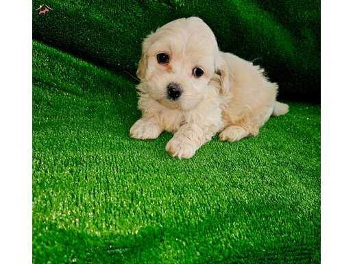 Sifir  numara orjinal.maltipo yavrular