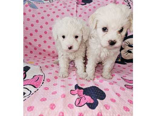 Maltese terier yavrularimiz 