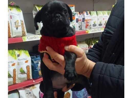 Orjinal gül kuyruk disi pug mops