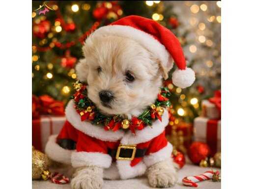 Minik maltipo yavrularim