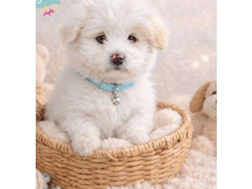 Sevimli yavru maltipo köpek