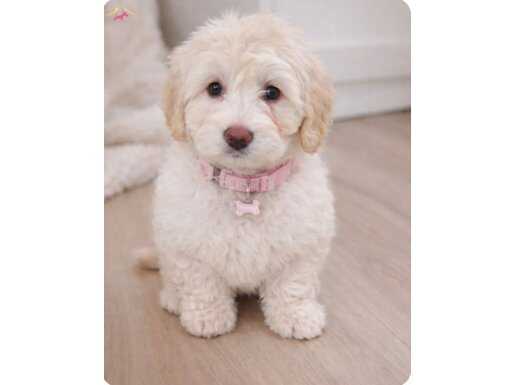 Hayatiniza nese katicak sevimli yavrular