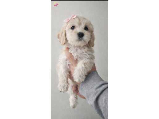 Sevimli tatli maltipo yavrular