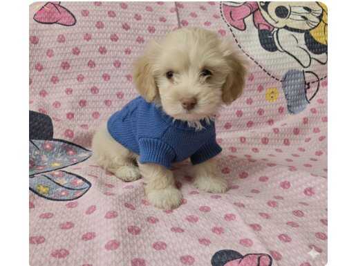 Minik patilerimiz sevgi dolu yuvalarını ariyor