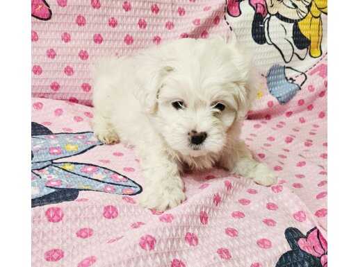 Kartopu maltese terier yavrumuz