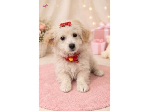 Mini maltipo prensesimiz