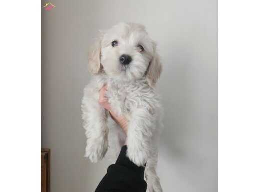 Antialerjik İpeksi Tüylü Maltipoo Ev Ortamında Sosyalleşmiş