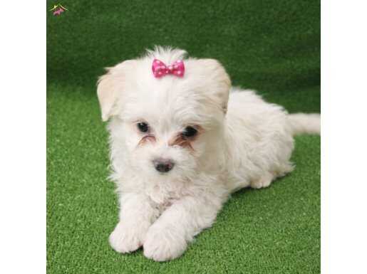 Maltese terier minikler