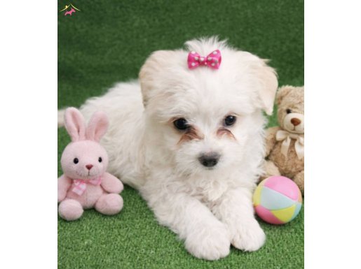 Maltse terier  yavrular