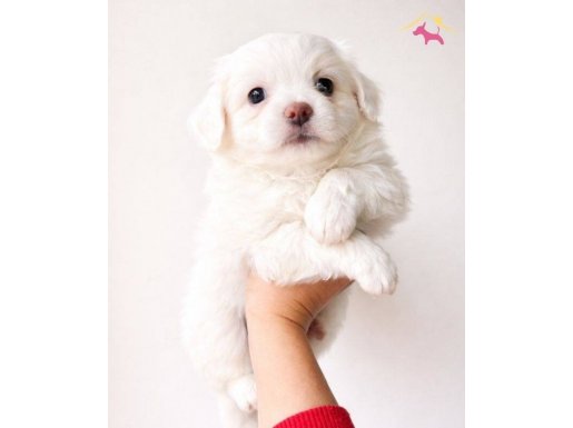 Ankara Çankaya’da Ev Ortamında Büyüyen Sosyal Mini Maltese Yavruları