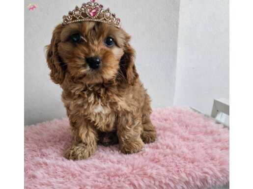 Sıfır Numara Kahve Buklesi: Tuvalet Eğitimi Hazır Maltipoo