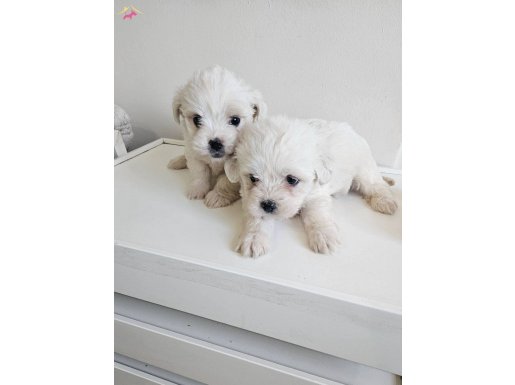 Ankara Çankaya Mükemmel Kalitede Minik Maltese Terrier Yavruları