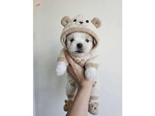 Tüy Dökmeyen Hipoalerjenik Maltese Terrier Yavruları