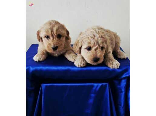 Ev Ortamında Büyümüş Sosyal Kelebek Maltipoo Yavruları