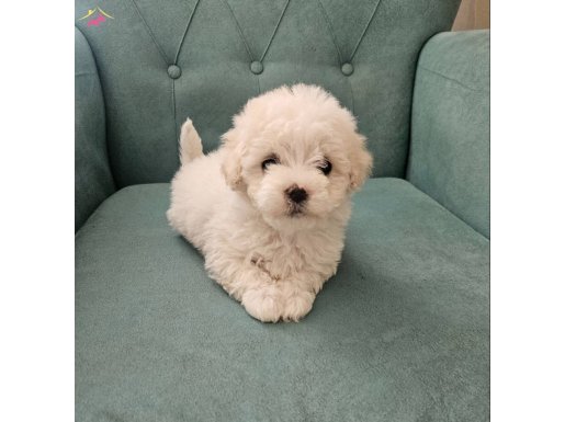 Pamuk gibi malteseler