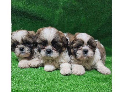 Orjinal shihtzu yavrular