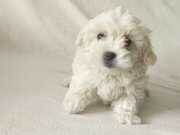 Maltese terrier yavrularimiz 