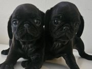 Orjinal pug mops yavrular