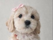 Sevimli tatli maltipo yavrular