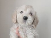 Antialerjik İpeksi Tüylü Maltipoo Ev Ortamında Sosyalleşmiş