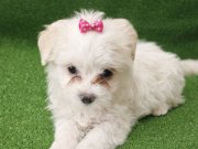 Maltese terier minikler