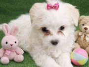 Maltse terier  yavrular