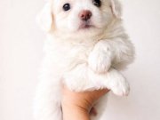 Ankara Çankaya’da Ev Ortamında Büyüyen Sosyal Mini Maltese Yavruları