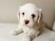 Tuvalet Eğitimi Başlamış Mini Boy Kar Beyazı Maltese Terrier Bebekler