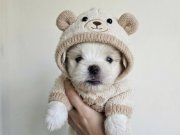 Tüy Dökmeyen Hipoalerjenik Maltese Terrier Yavruları