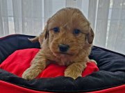 Ev Ortamında Büyümüş Safkan Maltipoo Bebekler