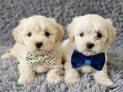 Pofuduk Maltese Terier Yavrular