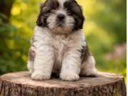 Orjinal shihtzu  bebekler