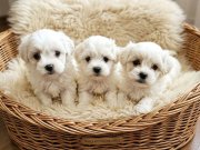 Bembeyaz Bulutlar Maltese Terier Yavrular
