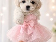 Sevgi Dolu Beyaz Prensesler Maltese Terrier