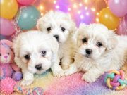 Sevimli  minik malteseler