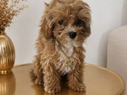 Pamuk Şekeri Teacup Maltipoo